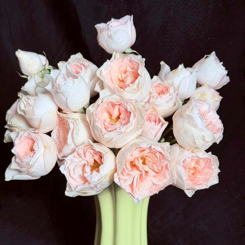 Yukiwatari Rose