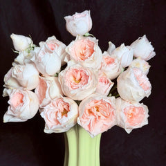 Yukiwatari Rose
