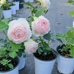 Yukiwatari Rose