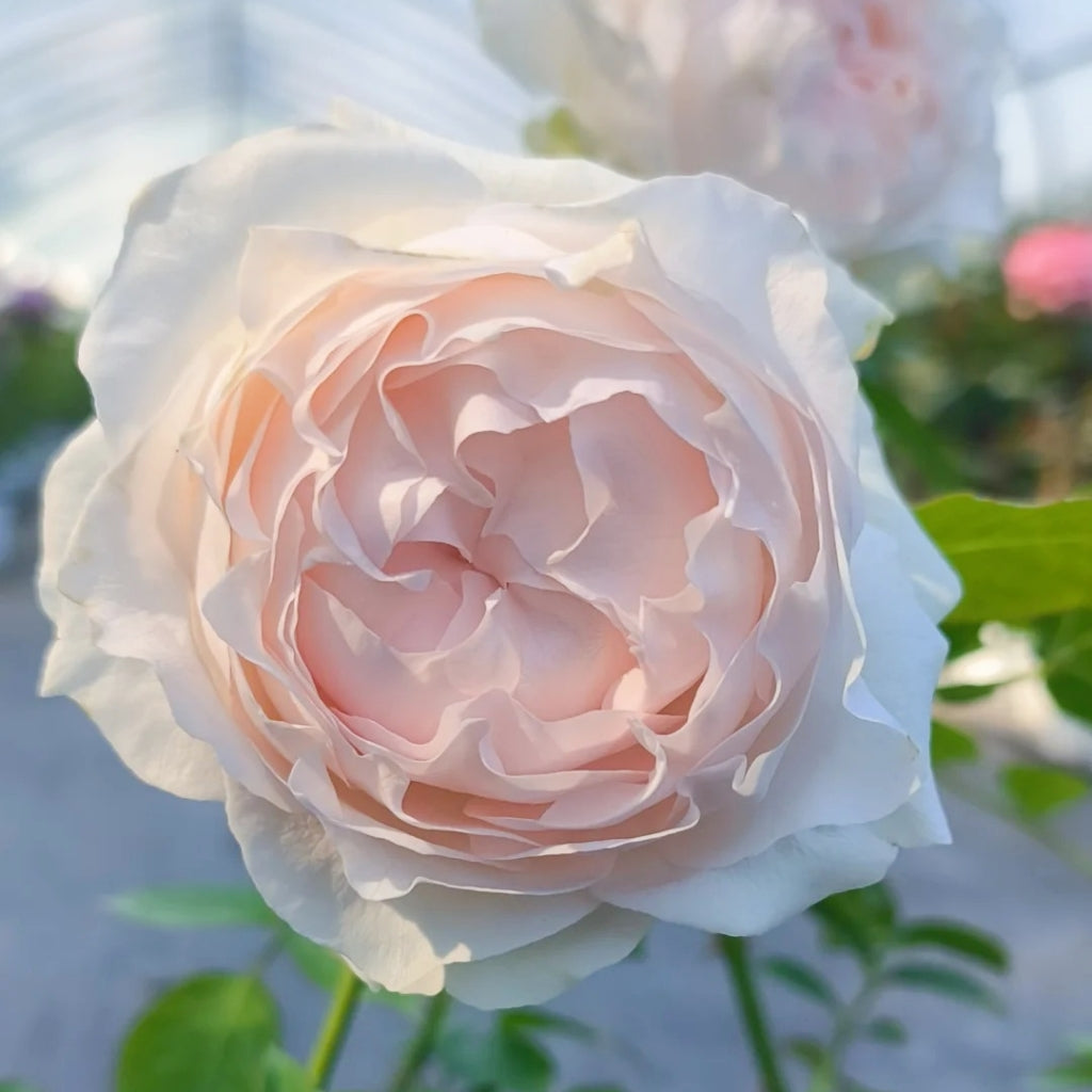 Yukiwatari Rose