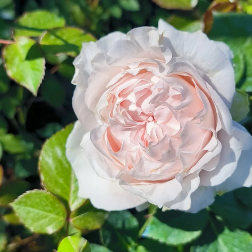 Yukiwatari Rose