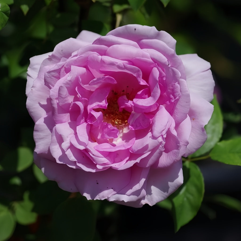 Yumeka Rose