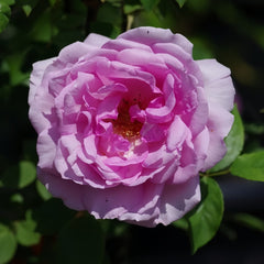 Yumeka Rose