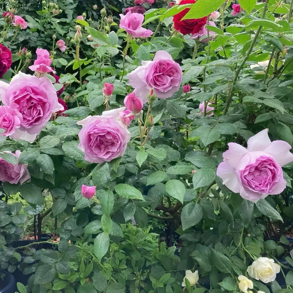 Yumeka Rose