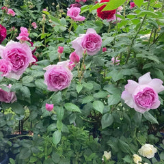 Yumeka Rose