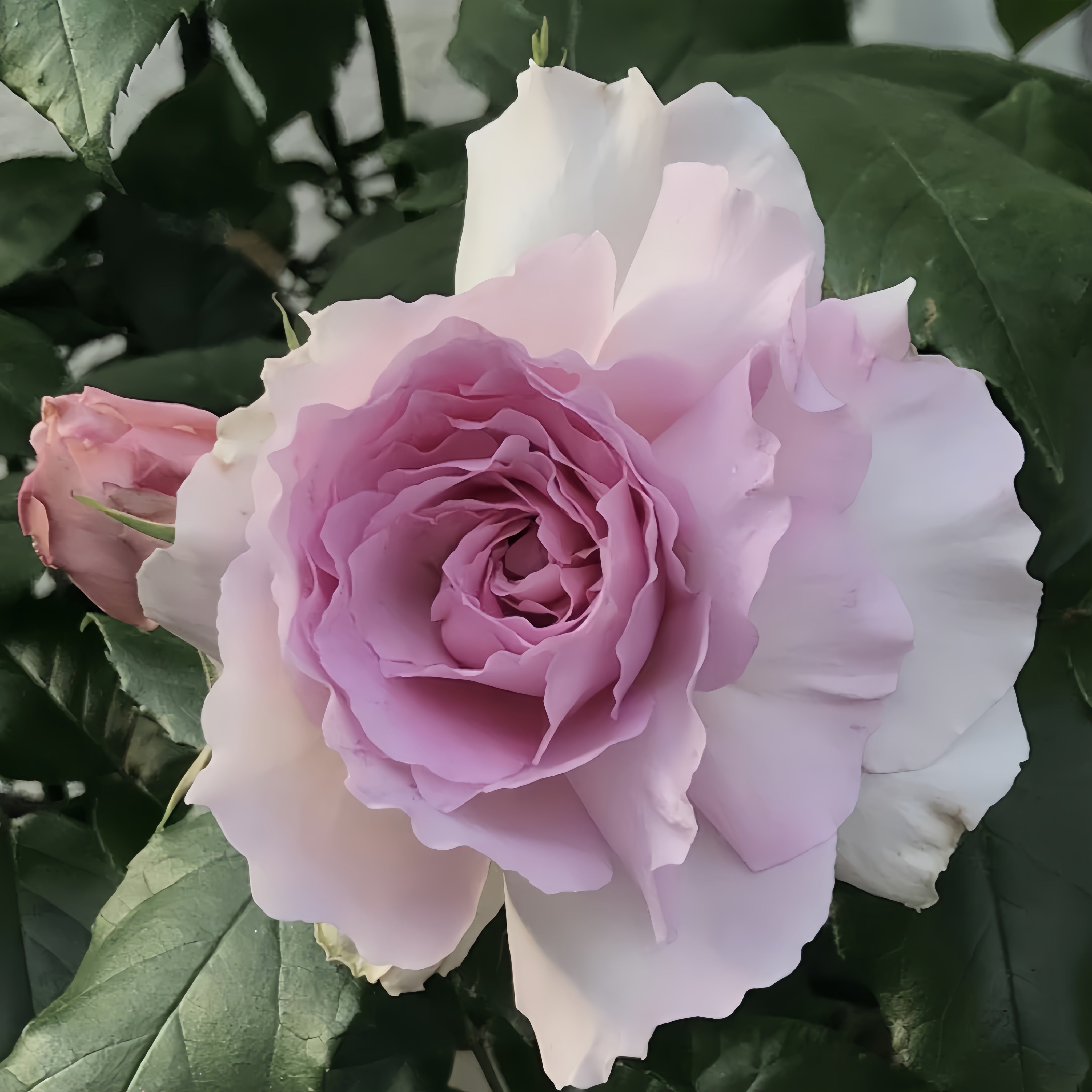 Yumeka Rose