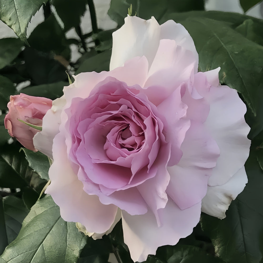 Yumeka Rose
