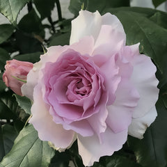 Yumeka Rose