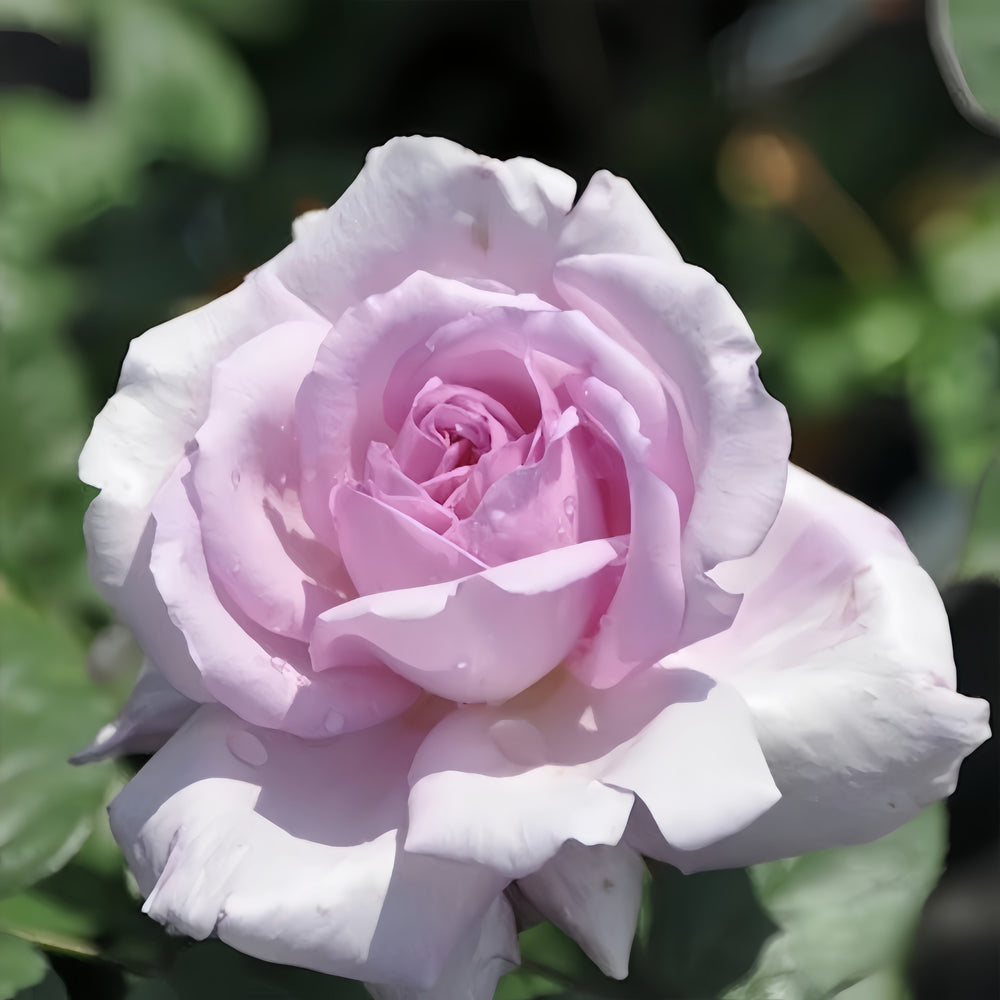 Yumeka Rose