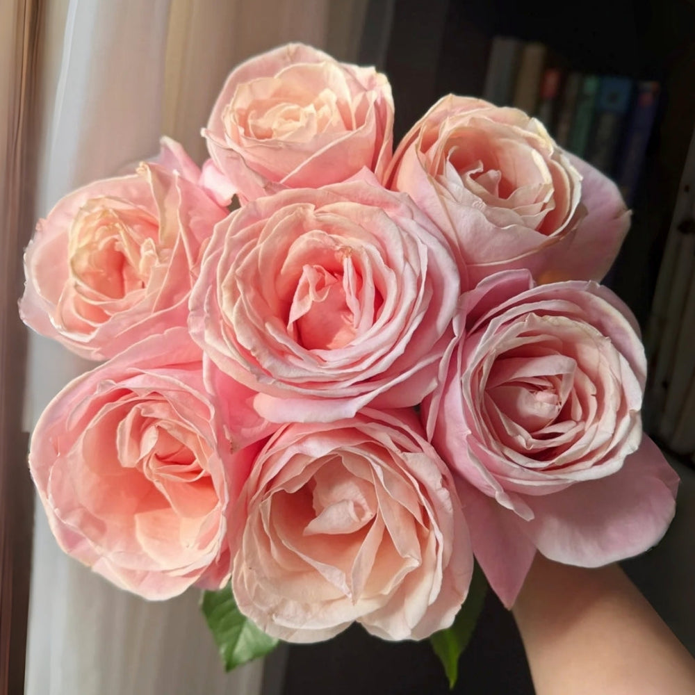 Yunjin Rose