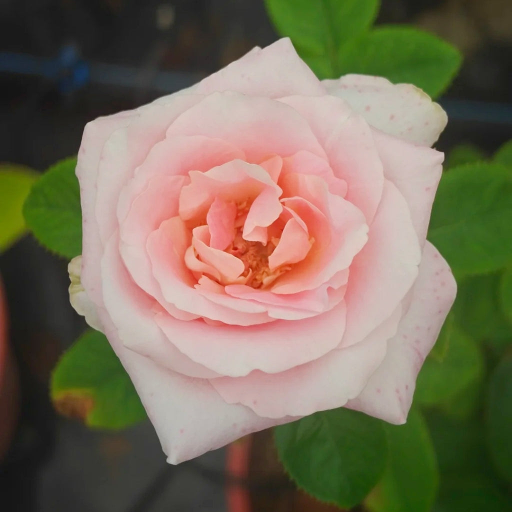 Yunjin Rose
