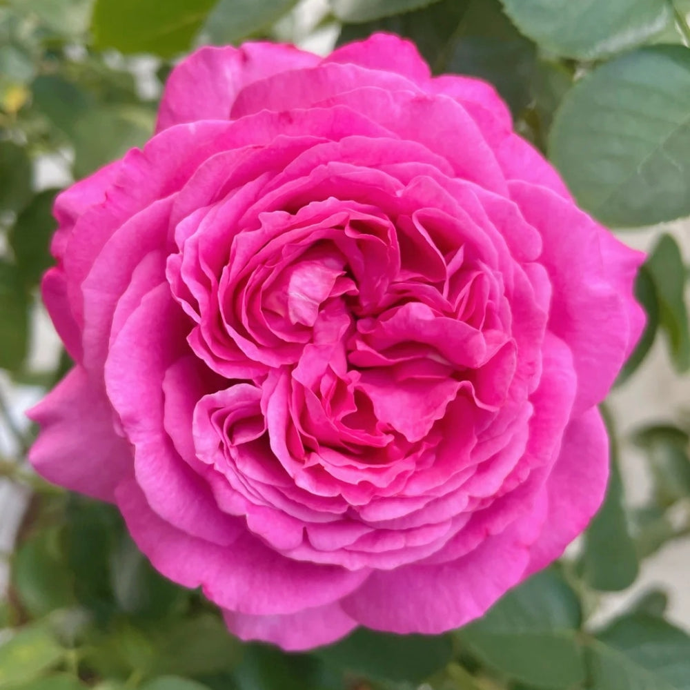 Yves Piaget Rose