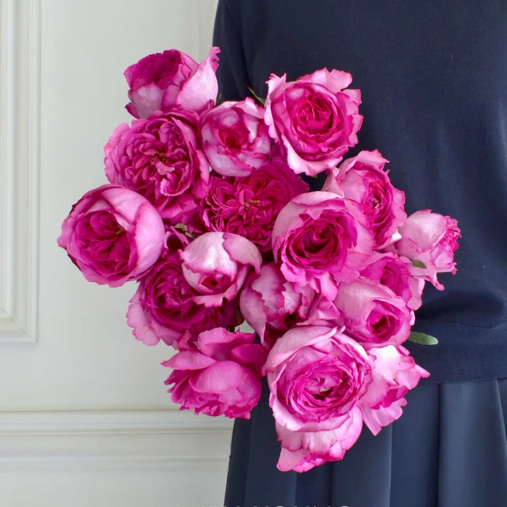 Yves Piaget Rose