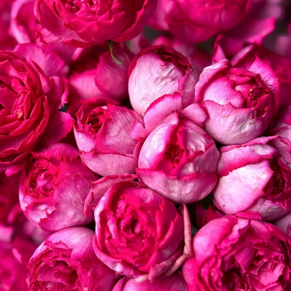 Yves Piaget Rose