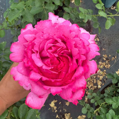 Yves Piaget Rose