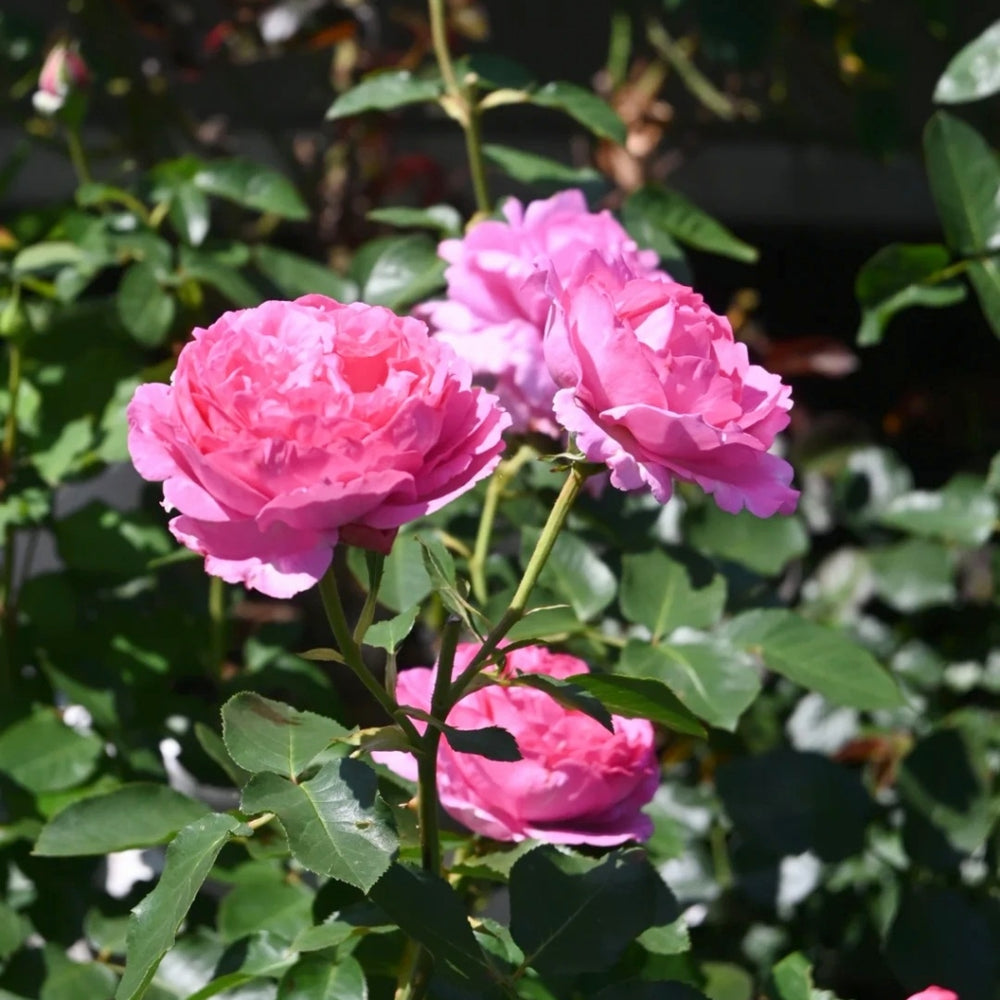 Yves Piaget Rose