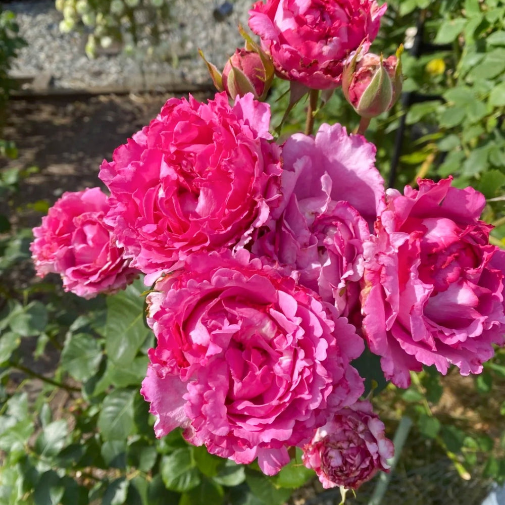 Yves Piaget Rose