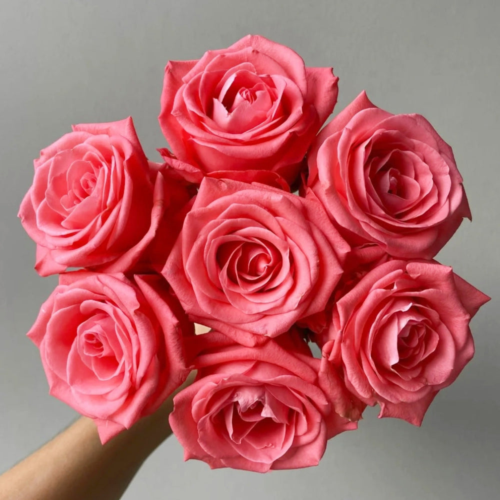 Zhihua Rose