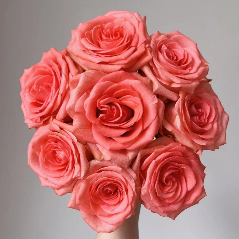 Zhihua Rose