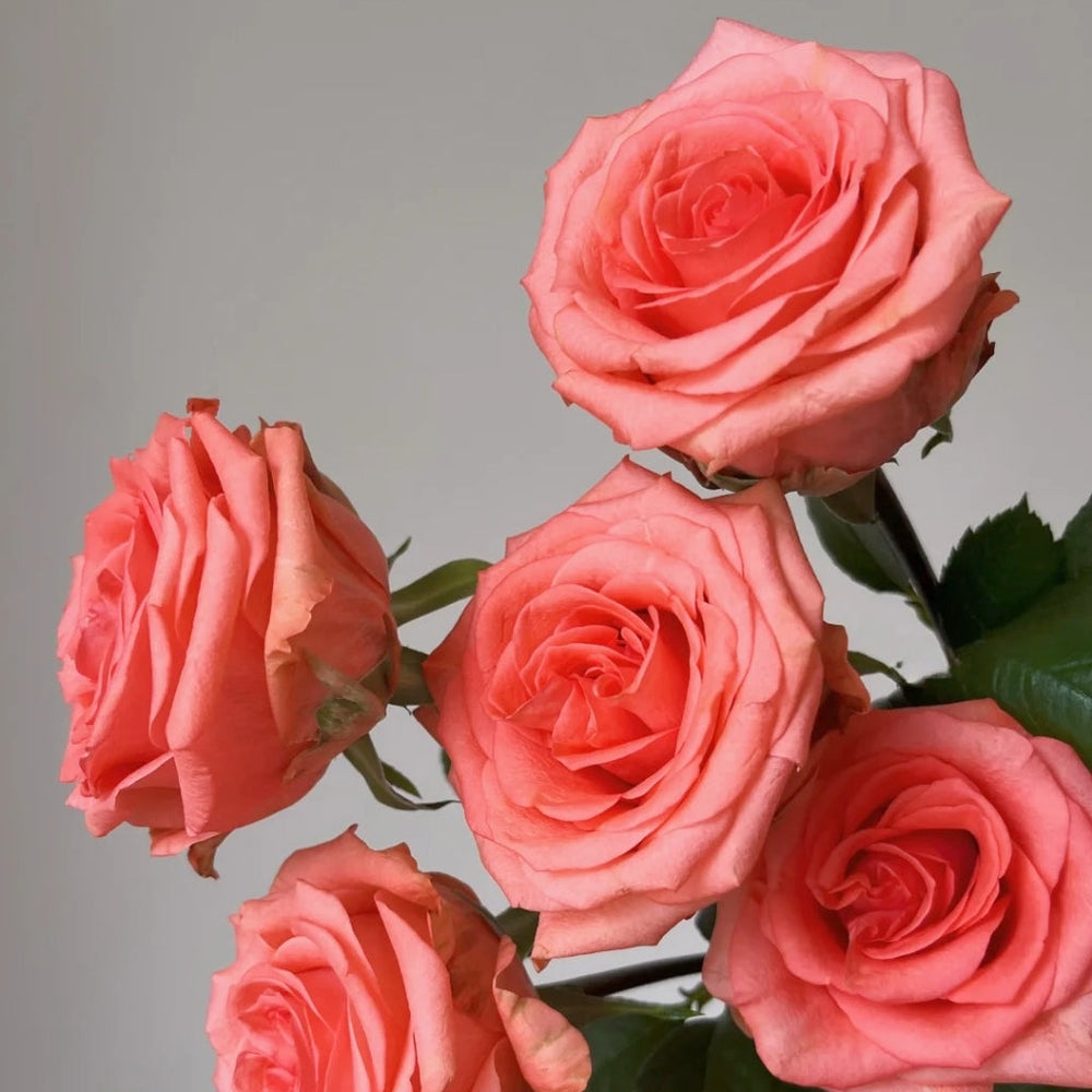 Zhihua Rose