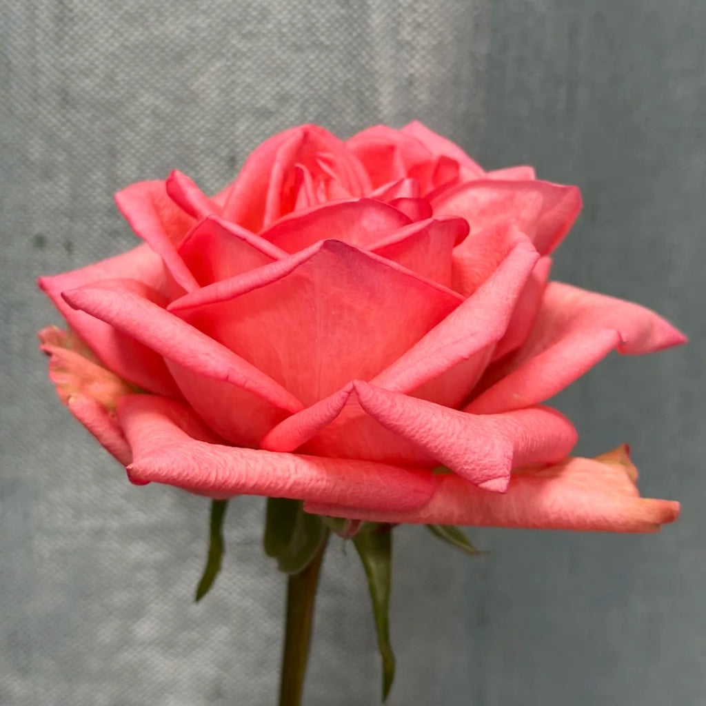Zhihua Rose