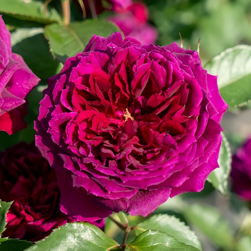 ZiRong Rose