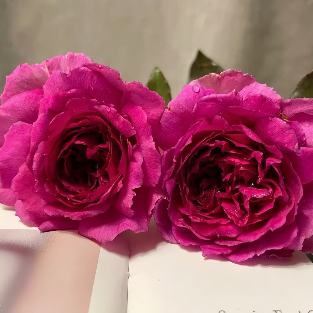 ZiRong Rose