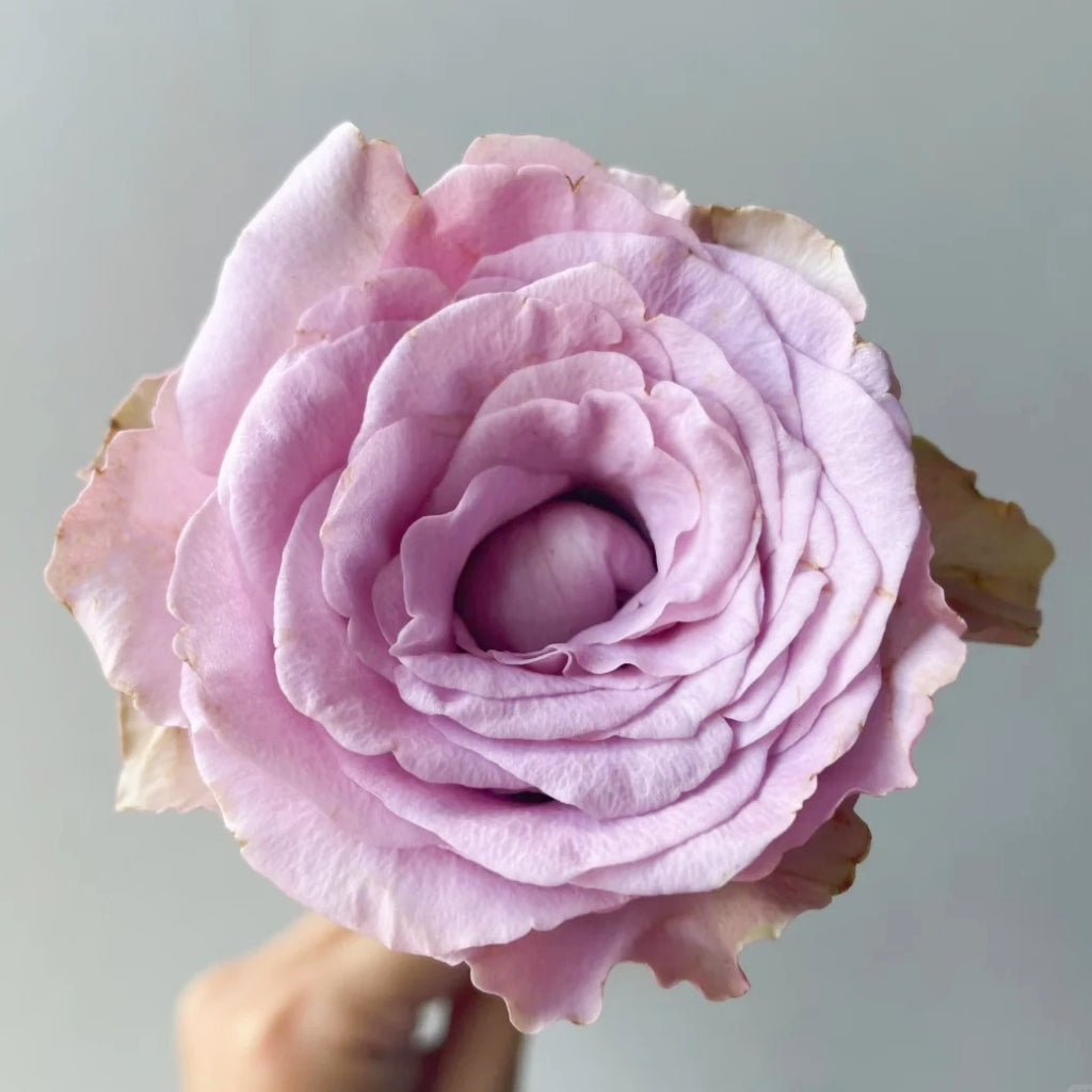 Zidi Rose