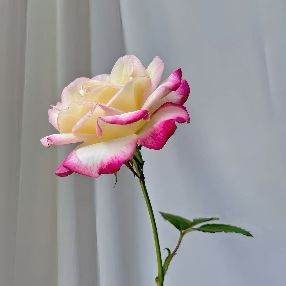 Zui Hongyan Rose