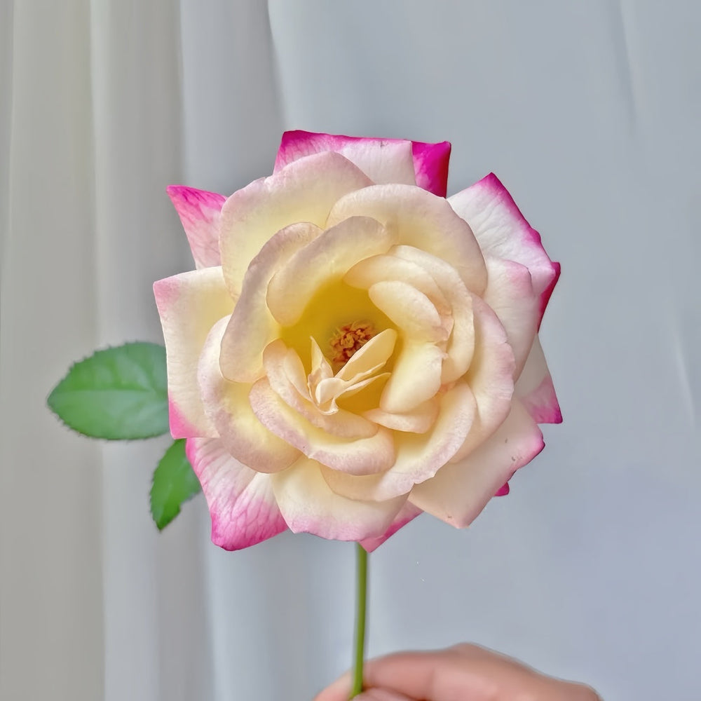 Zui Hongyan Rose