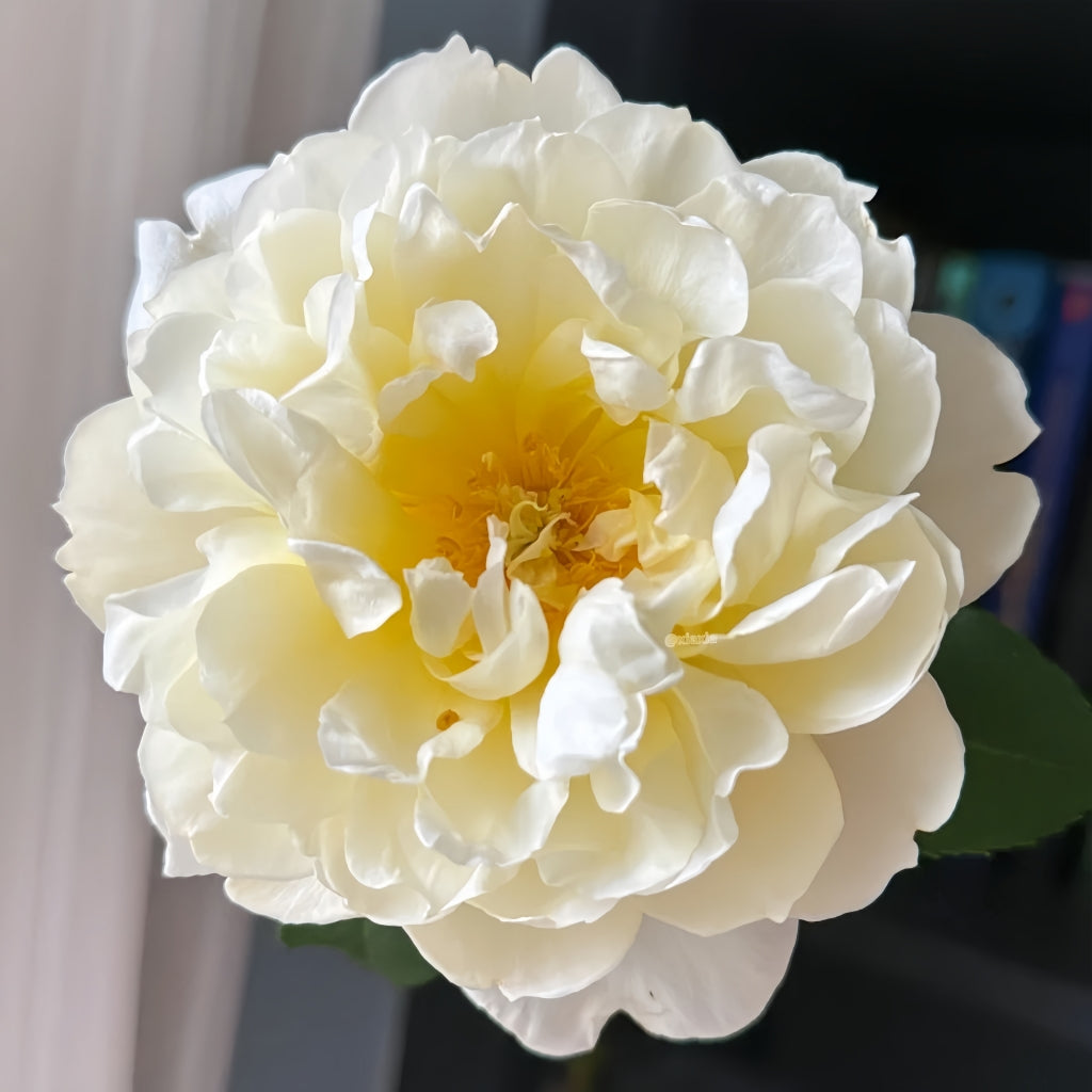 lmogen Rose
