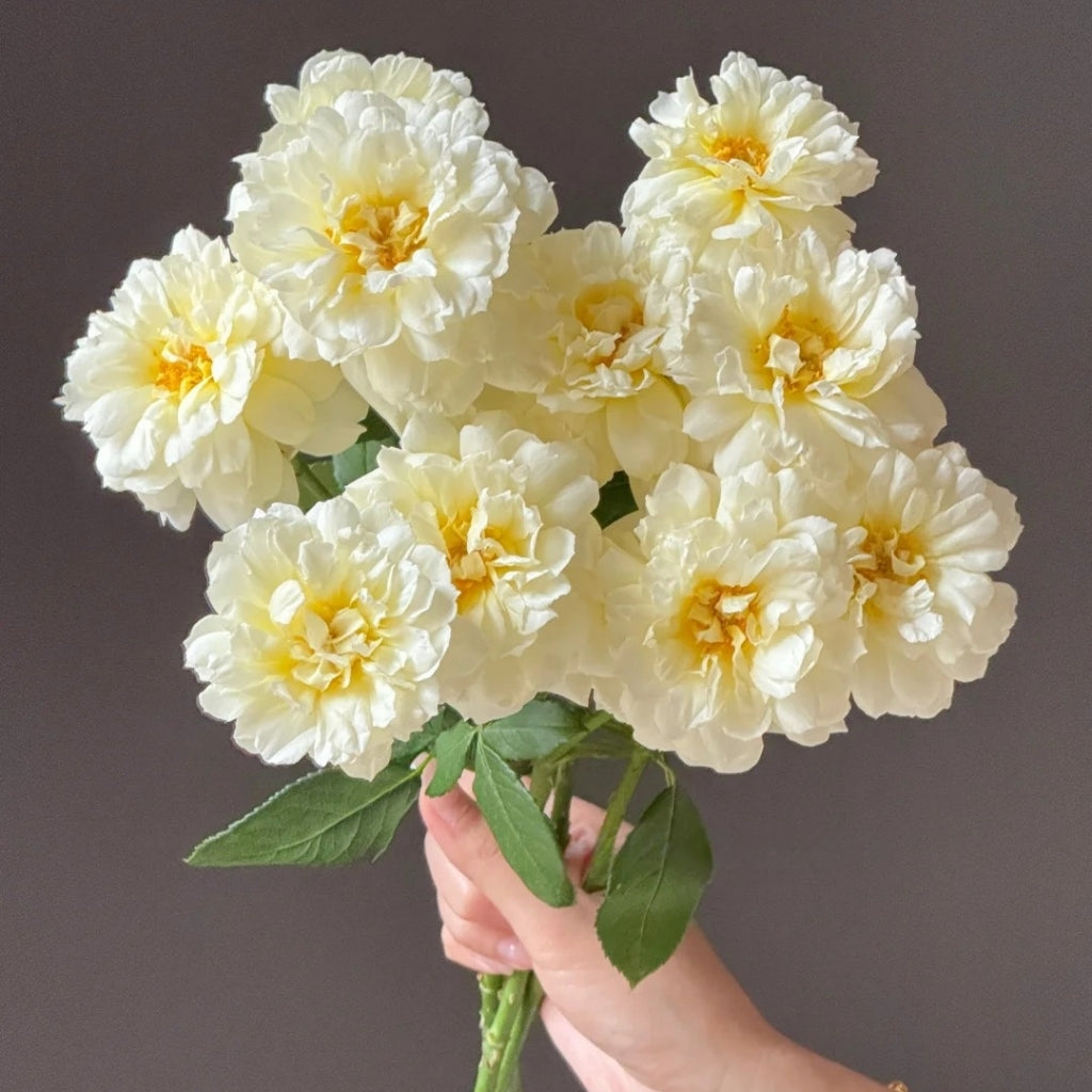lmogen Rose