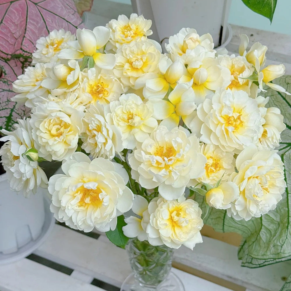 lmogen Rose