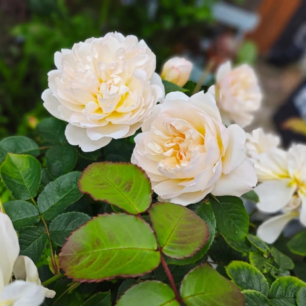 lmogen Rose