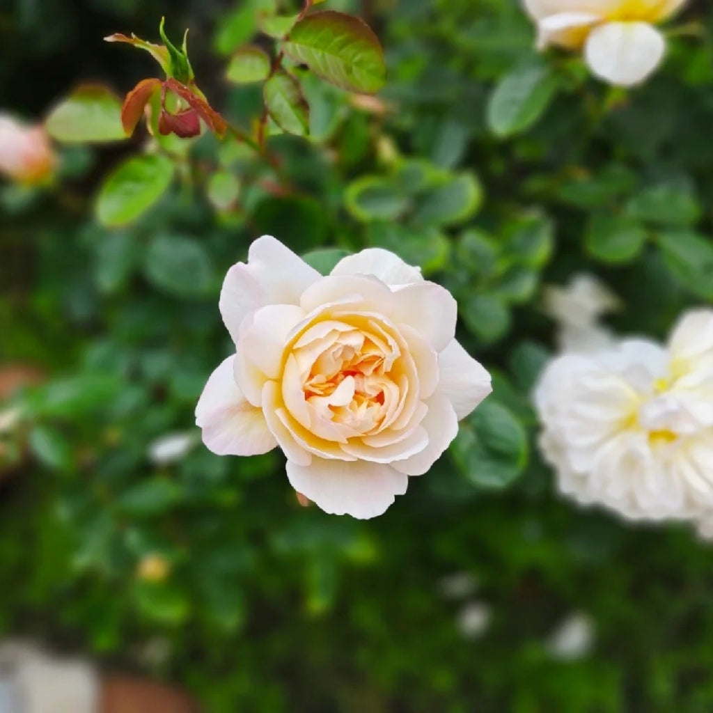 lmogen Rose