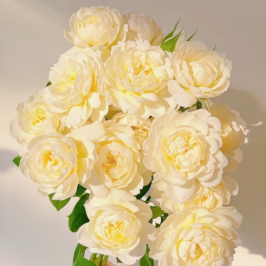 lmogen Rose