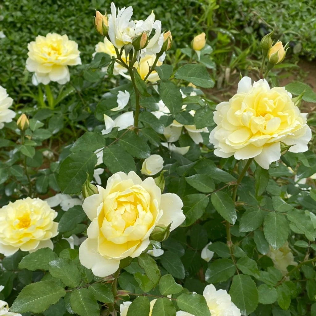 lmogen Rose