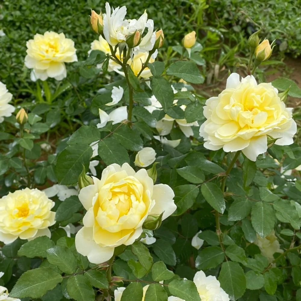lmogen Rose