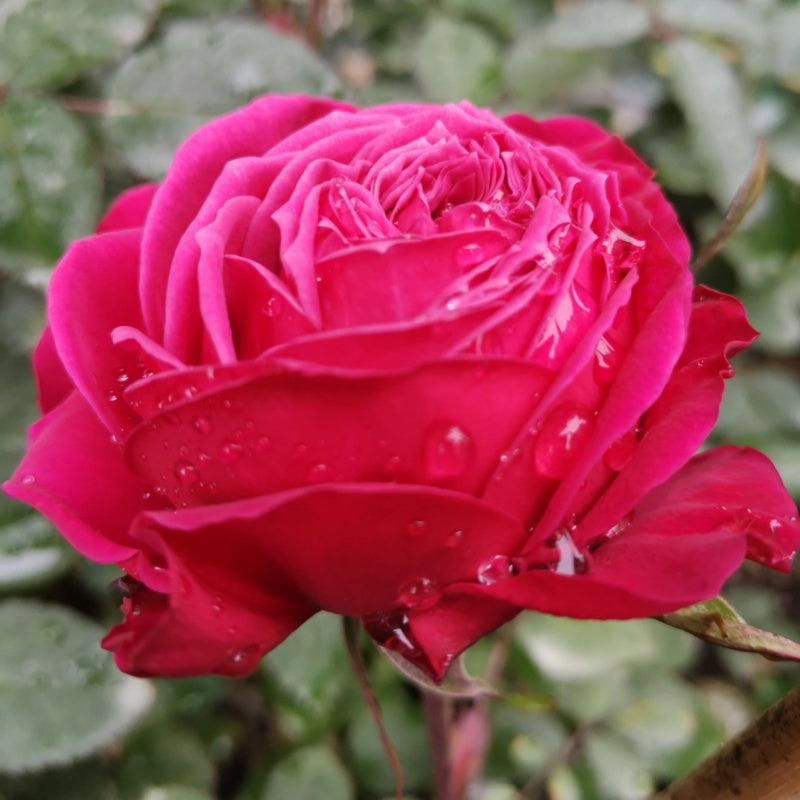 Just More Rose