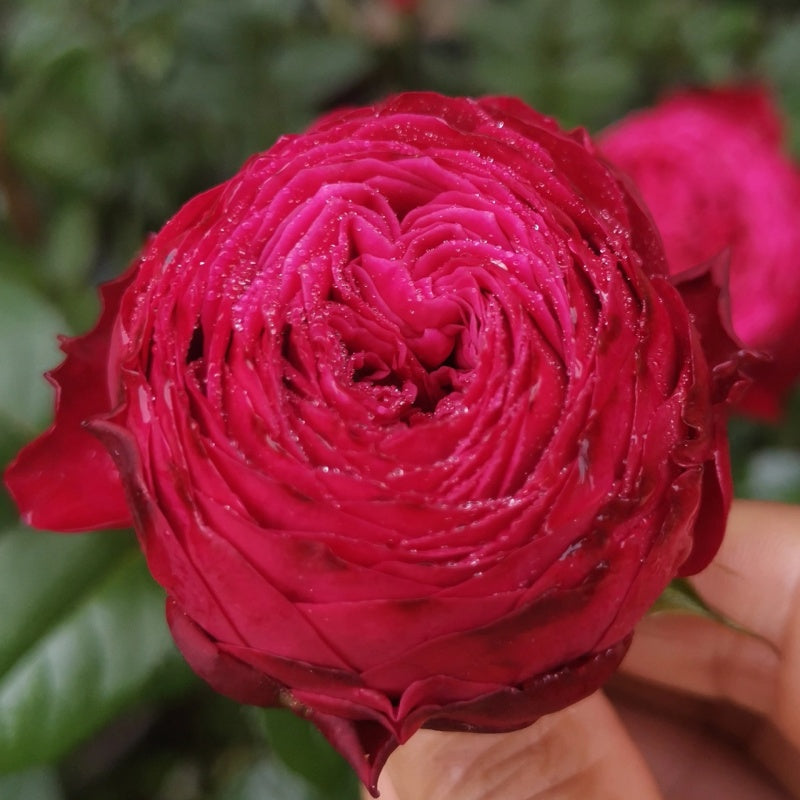 Just More Rose