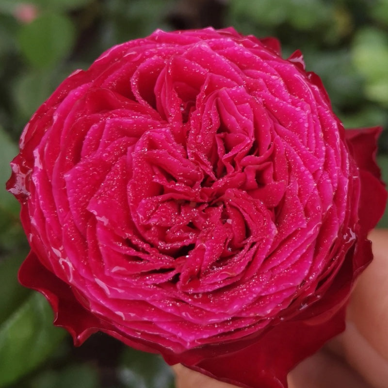 Just More Rose